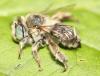 Anthophora bimaculata